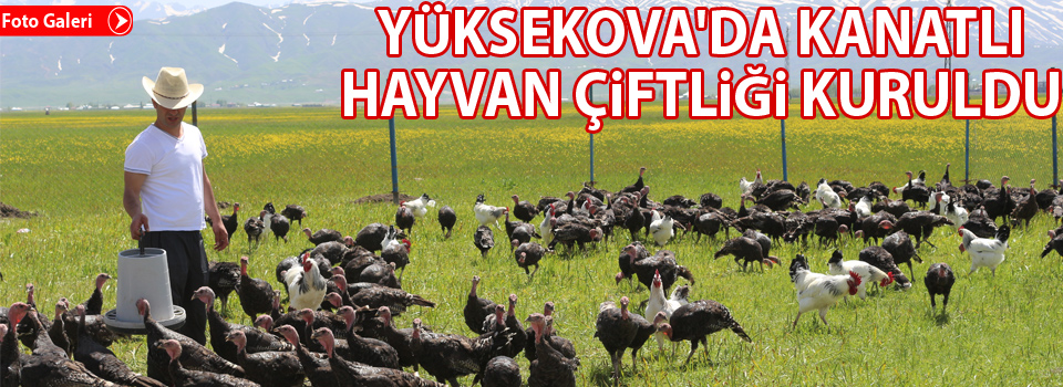Yüksekova'da hindi ve tavuk çiftliği kuruldu