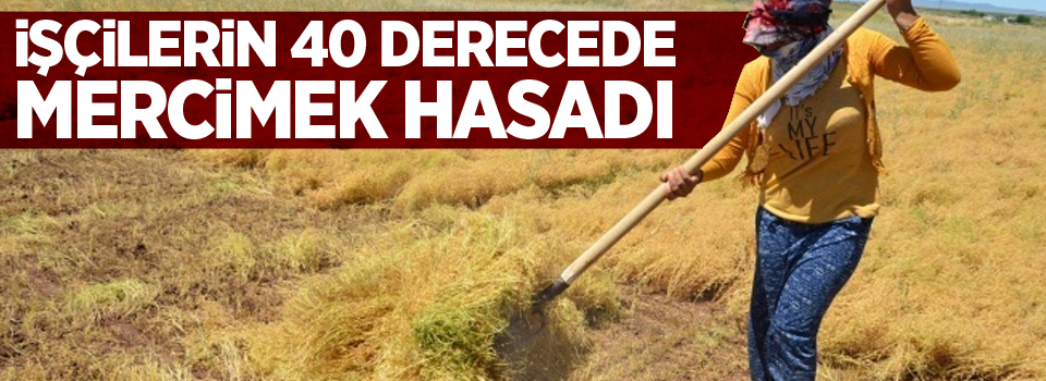 İşçilerin 40 derecede mercimek hasadı