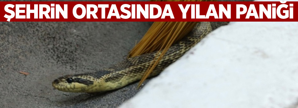 Şehrin ortasında yılan paniği