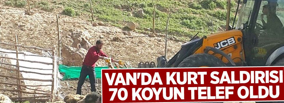 Van'da kurt saldırısı, 70 koyun telef oldu