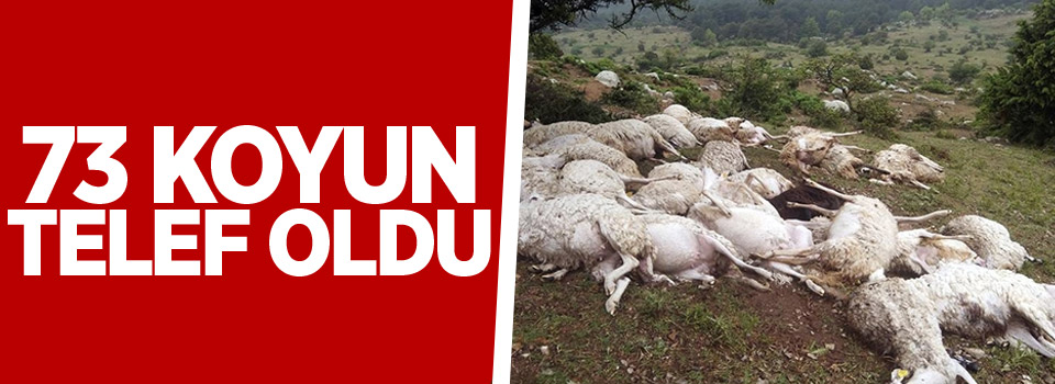 Yıldırım düştü, 73 koyun telef oldu