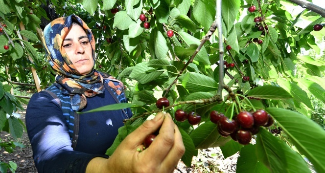 Kiraz üreticisine erken uyarı geldi, rekolte arttı