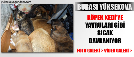 Buda Kedi Köpek Ailesi