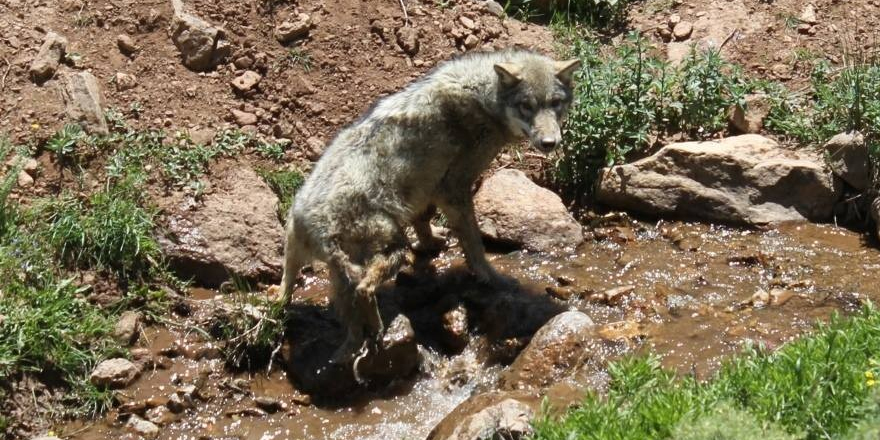 Tedavisi tamamlanan kurt doğaya bırakıldı