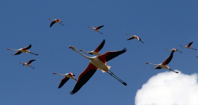 Flamingoların yeni adresi Tuz Gölü