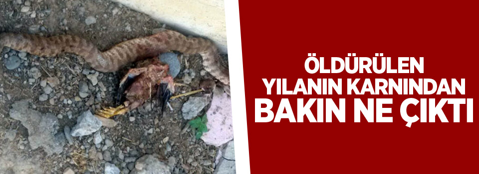 Öldürülen yılanın karnından bakın ne çıktı