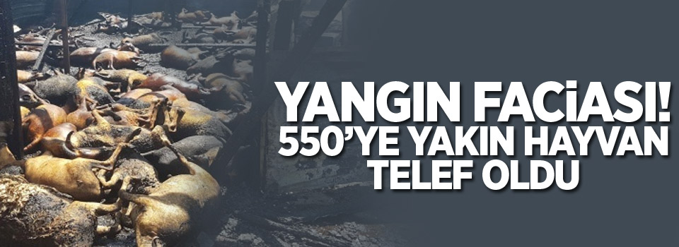 Yangın faciası! 550’ye yakın hayvan telef oldu