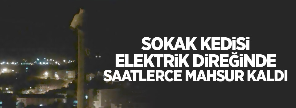 Sokak kedisi elektrik direğinde saatlerce mahsur kaldı