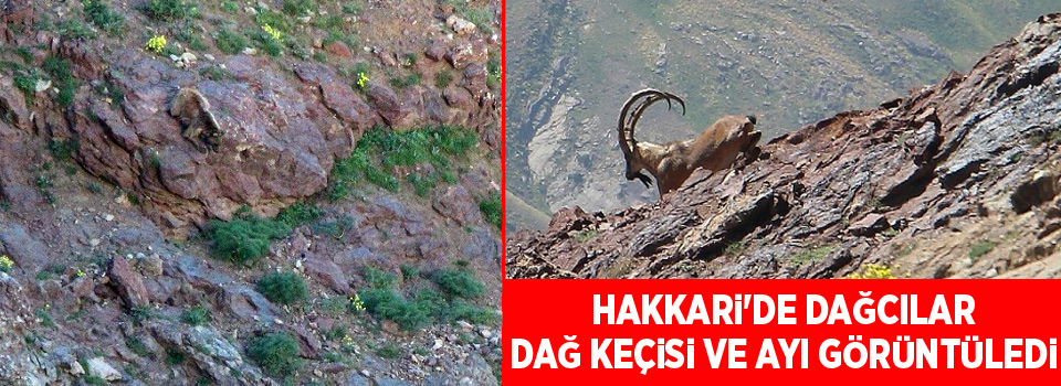 Hakkari'de Dağcılar Dağ Keçisi ve Ayı Görüntüledi