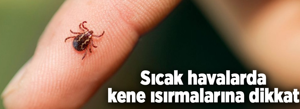 Sıcak havalarda kene ısırmalarına dikkat