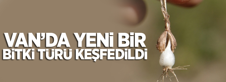 Van’da yeni bir bitki türü keşfedildi