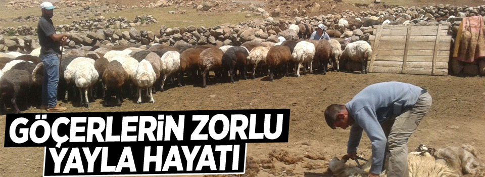 Göçerlerin zorlu yayla hayatı