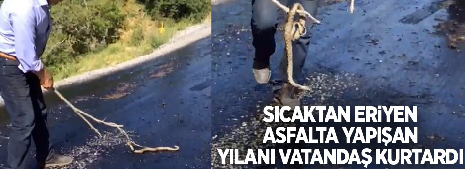 Sıcaktan eriyen asfalta yapışan yılanı vatandaş kurtardı