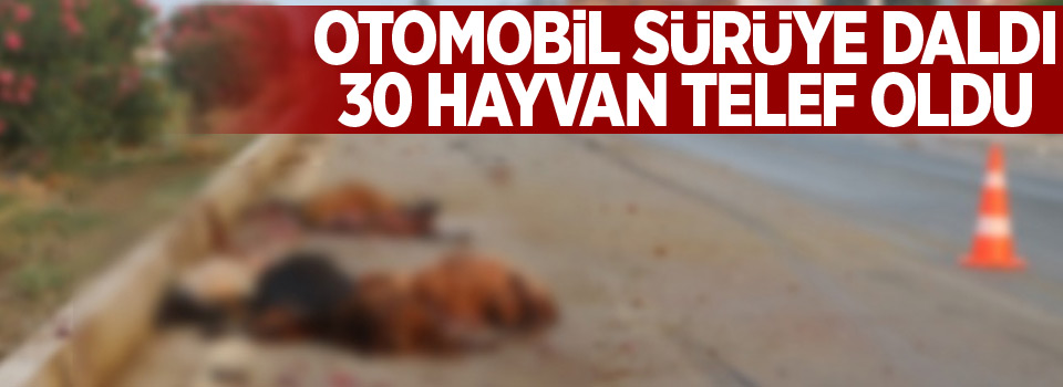 Otomobil sürüye daldı: 30 hayvan telef oldu