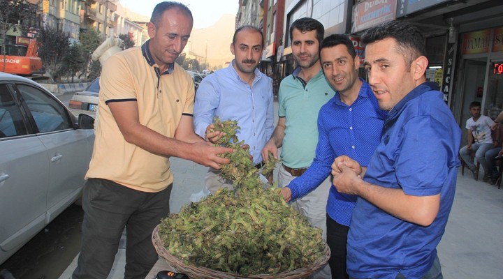 Hakkari’de ‘yeşil fındık’ satışı