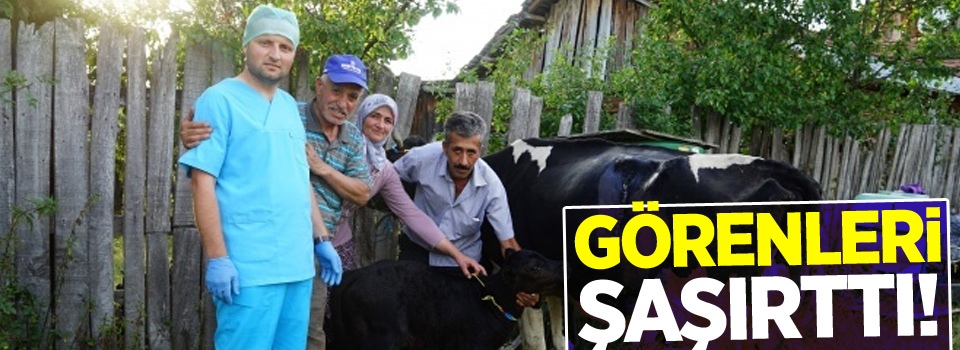 109 kilo ağırlığında doğan buzağı görenleri şaşırttı