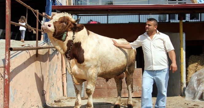 Otomobil fiyatına kurbanlık boğa satışta