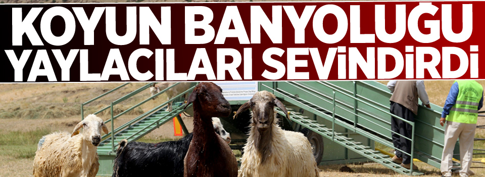 Koyun banyoluğu yaylacıları sevindirdi