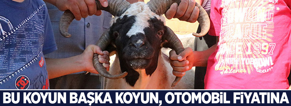 Bu koyun başka koyun, otomobil fiyatına