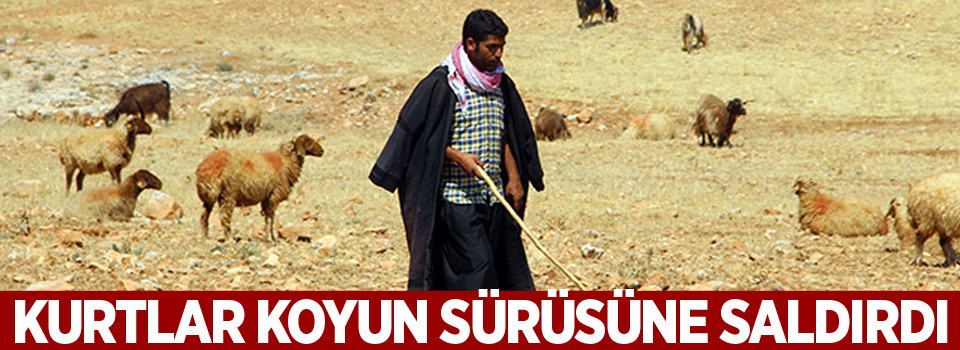 Şanlıurfa’da kurtlar koyun sürüsüne saldırdı