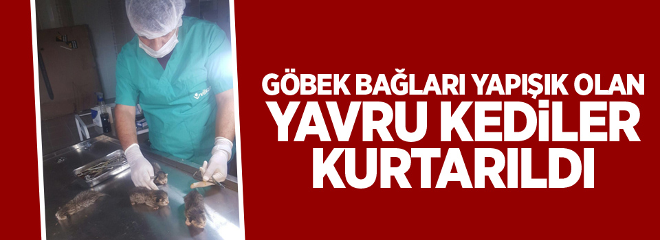 Göbek bağları yapışık olan yavru kediler kurtarıldı