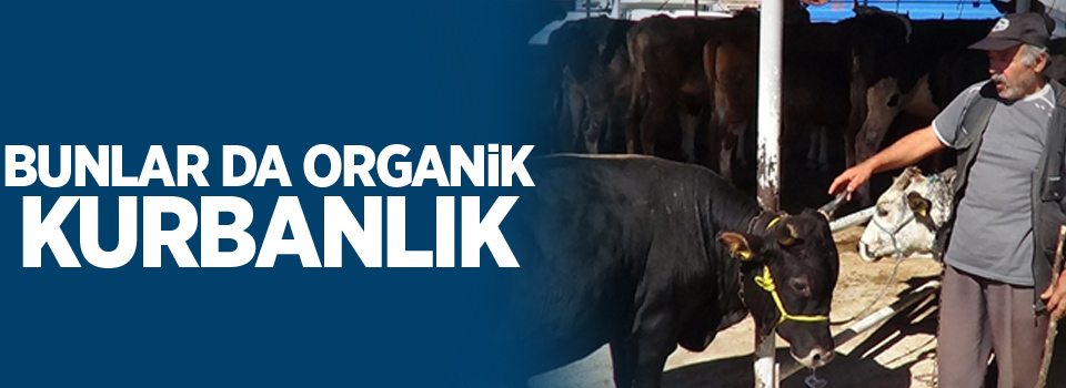 Bunlar da ’organik’ kurbanlık