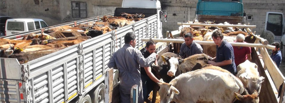 Yüksekova'da 396 damızlık düve dağıtıldı