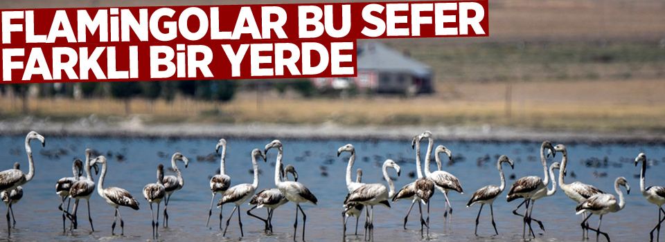 Flamingolar bu sefer farklı bir yerde