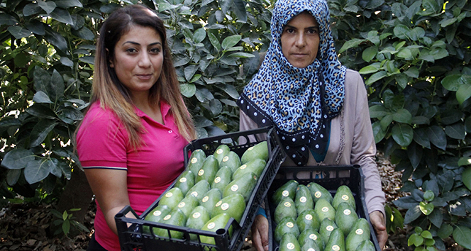 Avokadoda 15 milyon adet üretim hedefi