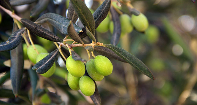 Zeytin sütünde sezonun ilk üretimi yapıldı