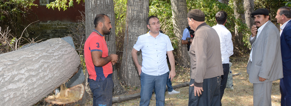 Halk sağlığını tehdit eden kavak ağaçları kesiliyor