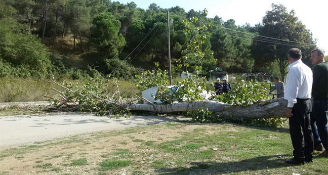 Otomobilin üzerine ağaç devrildi