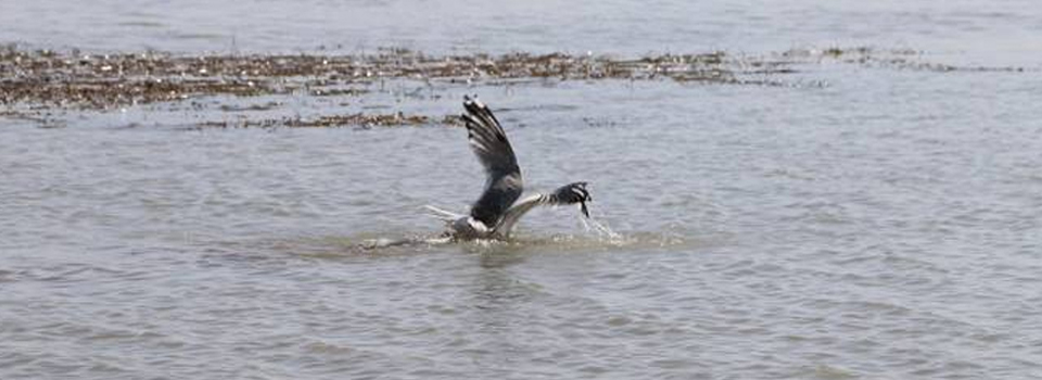 Sıhke Gölü’ndeki kirlilik canlıları tehdit ediyor