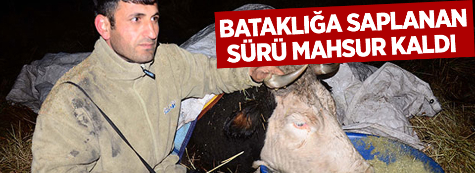 Bataklığa saplanan sürü mahsur kaldı