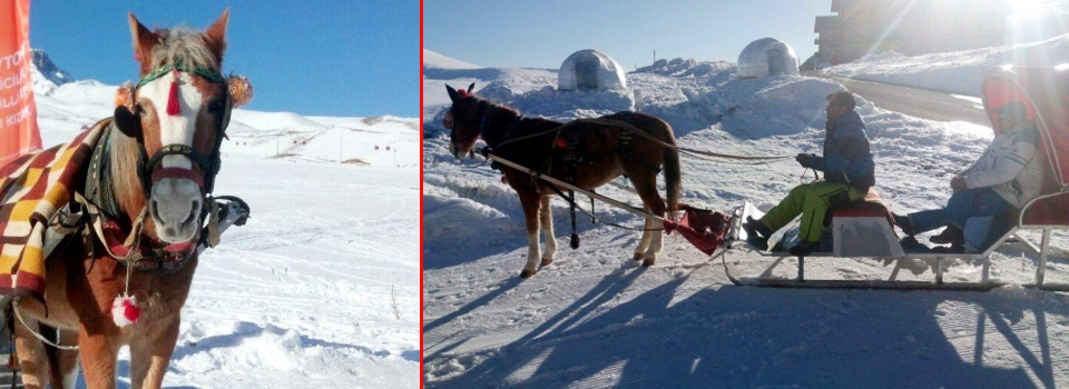 Erciyes'de atlı kızak keyfi