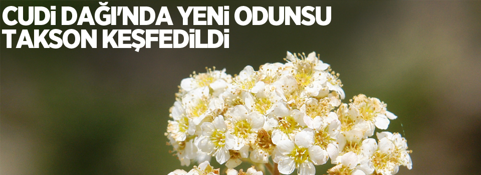 Cudi Dağı'nda yeni odunsu takson keşfedildi