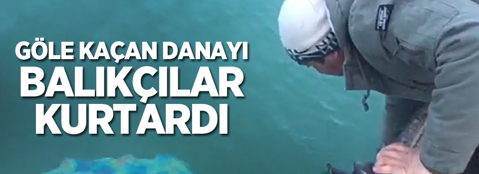 Göle kaçan danayı balıkçılar kurtardı