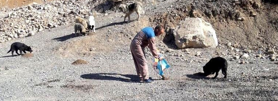 Hakkari’de sokak hayvanlarına yiyecek bırakıldı