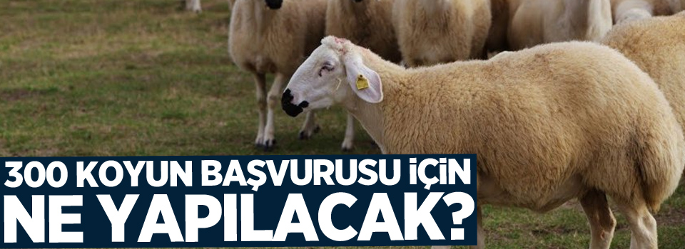 300 koyun başvurusu için ne yapılacak?