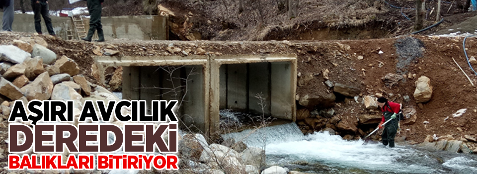 Aşırı avcılık deredeki balıkları bitiriyor