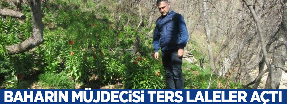 Baharın müjdecisi ters laleler açtı