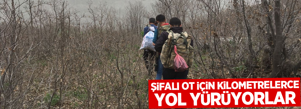 Şifalı ot için kilometrelerce yol yürüyorlar