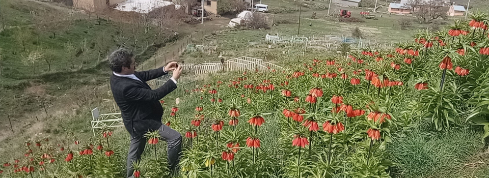 Van'da ‘hüzün çiçeği’ ters laleler açtı