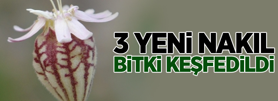 Ödüllü botanikçi 3 yeni nakıl bitkisi keşfetti