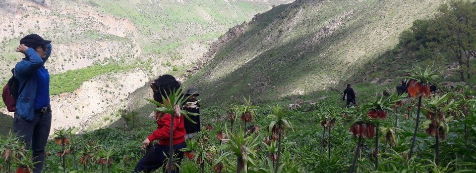 Hakkari’de 3. geleneksel ters lale buluşması