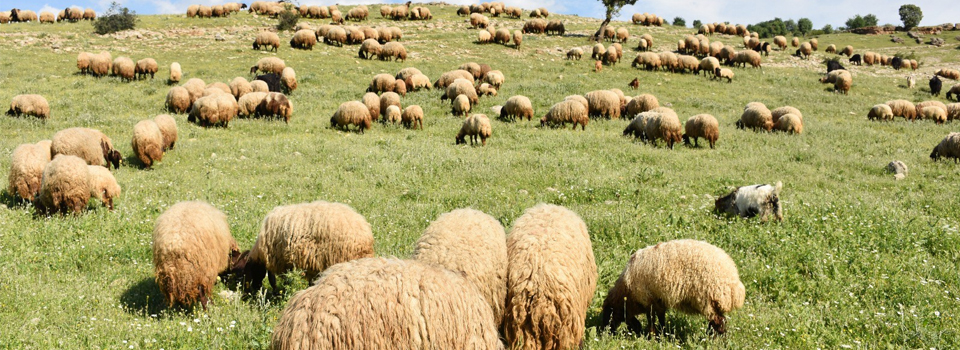 Mera yasakları kalktı, göçerler yollara düştü