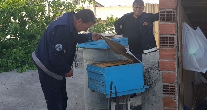 İtfaiye eri arıları çıplak elle topladı