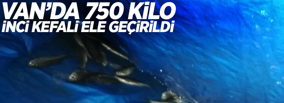 Van'da 750 kilo inci kefali balığı ele geçirildi