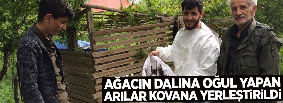 Ağacın dalına oğul yapan arılar kovana yerleştirildi