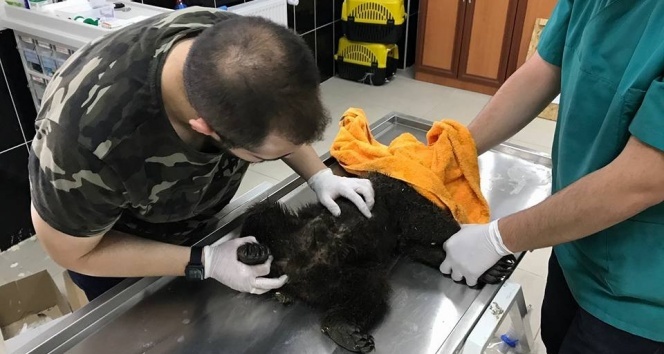 Köpeklerin saldırdığı yavru ayı tedavi altına alındı